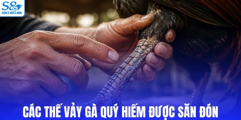 Các thế vảy gà quý hiếm được săn đón