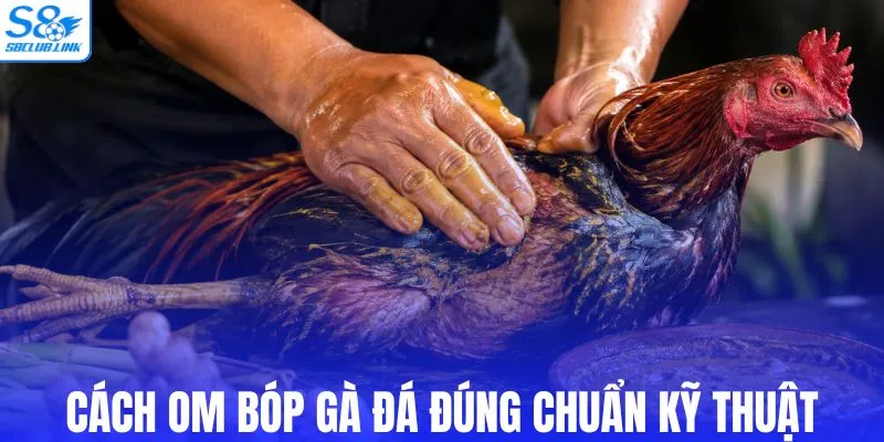 Cách om bóp gà đá đúng chuẩn kỹ thuật