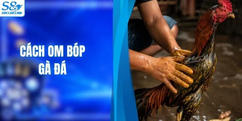 Học Cách Om Bóp Gà Đá Tiêu Chuẩn Cùng Chuyên Gia S8