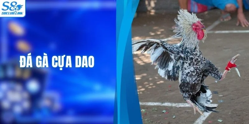 Đá Gà Cựa Dao - Sức Hút Của Các Cuộc Đối Đầu Nảy Lửa