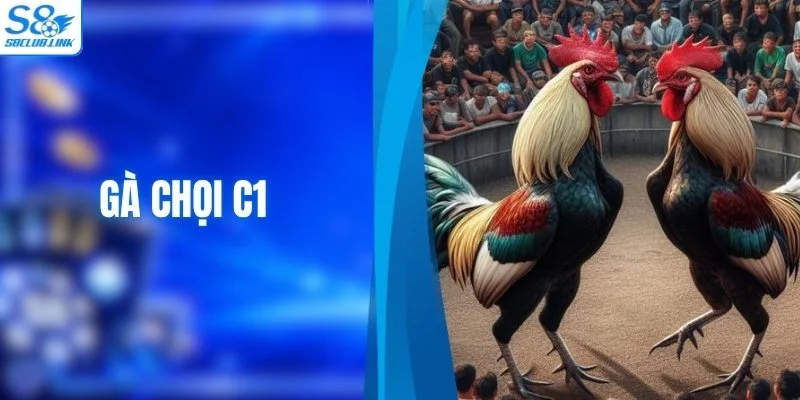 Gà Chọi C1 - Tiềm Năng Thi Đấu Của Những Chiến Kê Mạnh