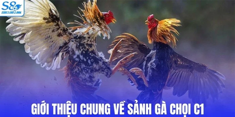 Giới thiệu chung về sảnh gà chọi C1