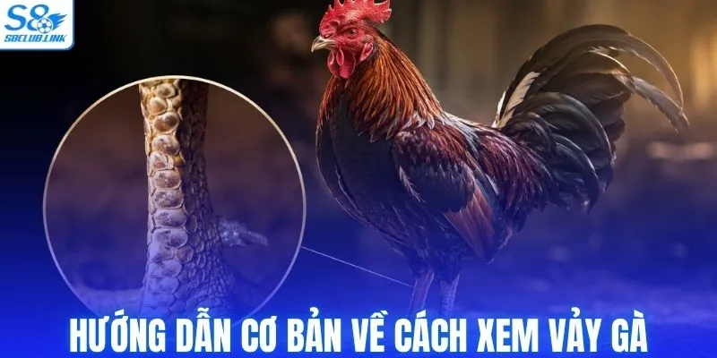 Hướng dẫn cơ bản về cách xem vảy gà