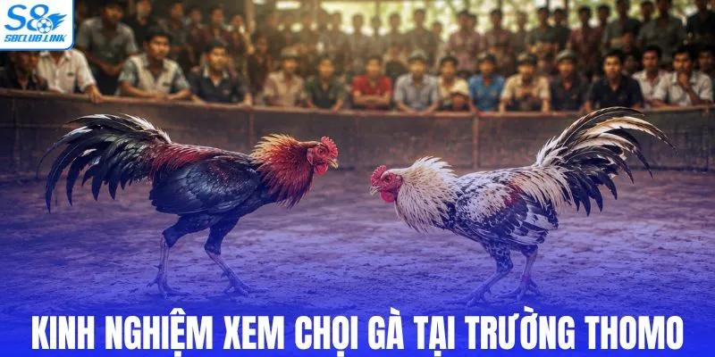 Kinh nghiệm xem chọi gà tại trường Thomo