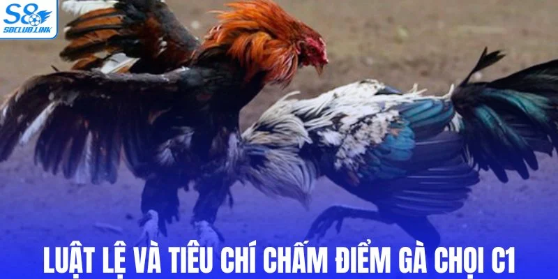 Luật lệ và tiêu chí chấm điểm gà chọi C1
