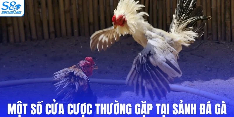 Một số cửa cược thường gặp tại sảnh đá gà