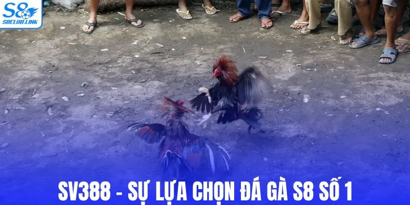 SV388 - Sự lựa chọn đá gà S8 số 1