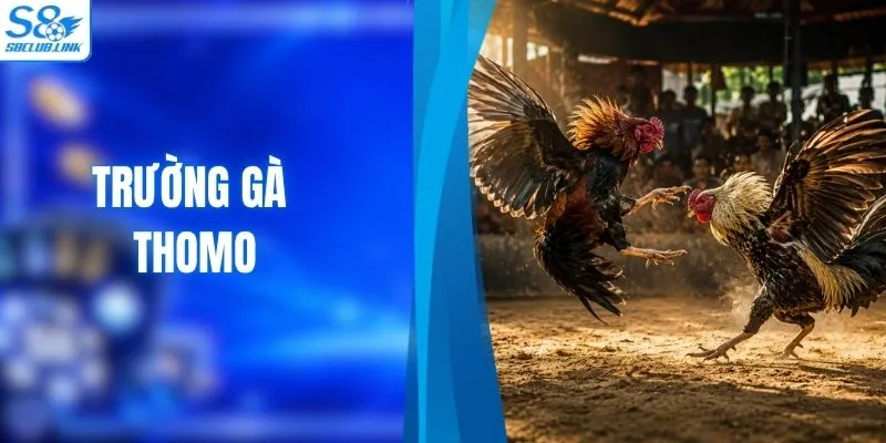 Trường gà Thomo - Khám Phá Sới Chọi Kê Uy Tín Cùng S8